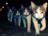 Wrong Neighboorhood Cats