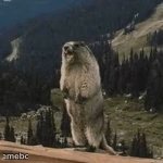 Yelling Beaver - meme generator image preview