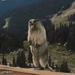 Yelling Beaver