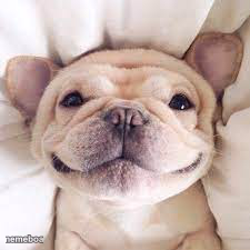 a happy doggo - meme generator image preview