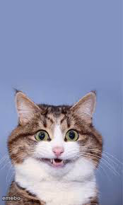 A very exited cat - meme generator image preview