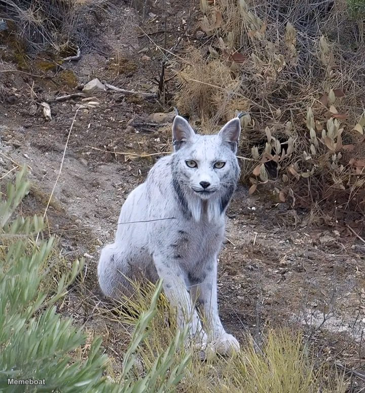A White Iberian Lynx - meme generator image preview