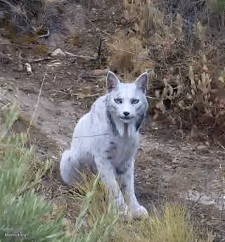 A White Iberian Lynx