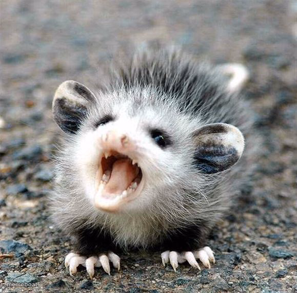 Aaaaahhhhh Baby Opossum - meme generator image preview