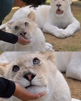 Affectionate White Lion, Surprised Lion
