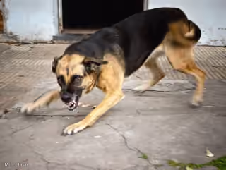 Aggressive Dog