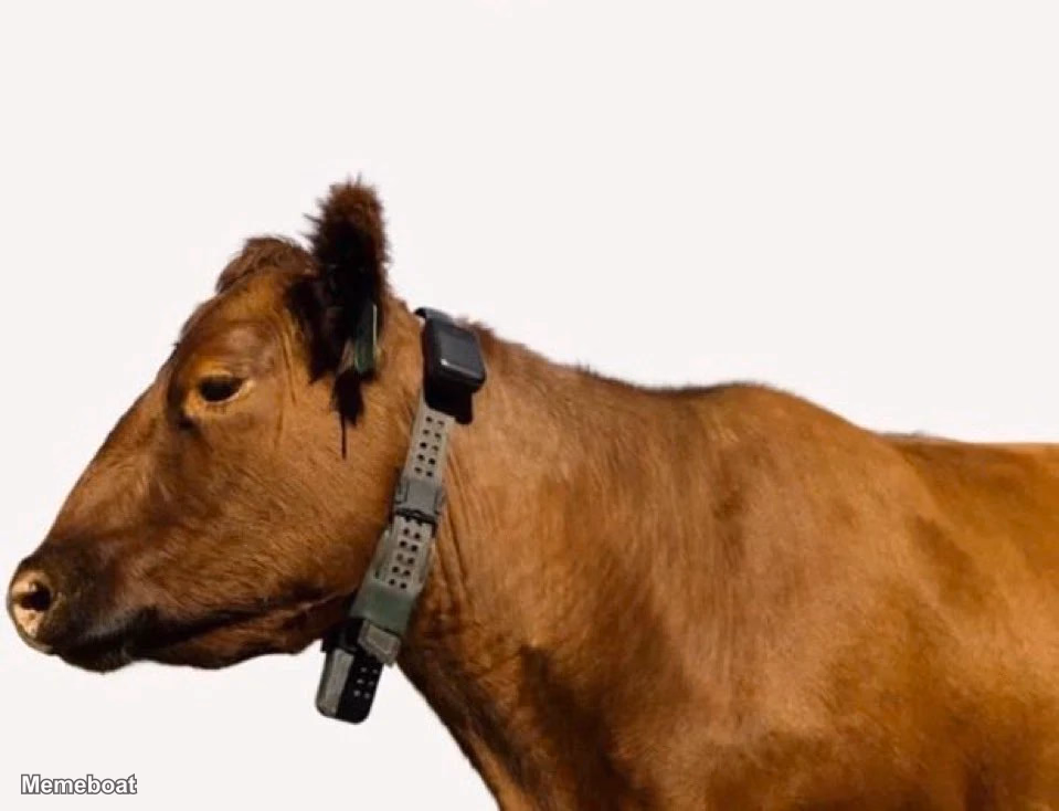 AI Cow Collar - meme generator image preview