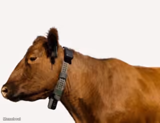 AI Cow Collar