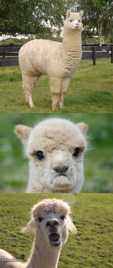 Alpaca Bad Pun - meme generator image preview