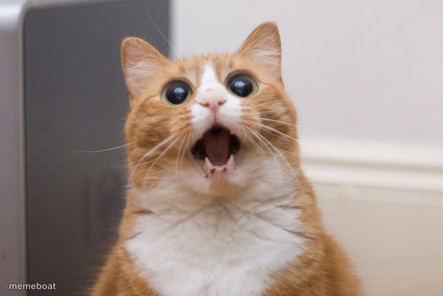 Amazed cat - meme generator image preview