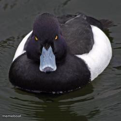 Angry Advice Mallard - meme generator image preview