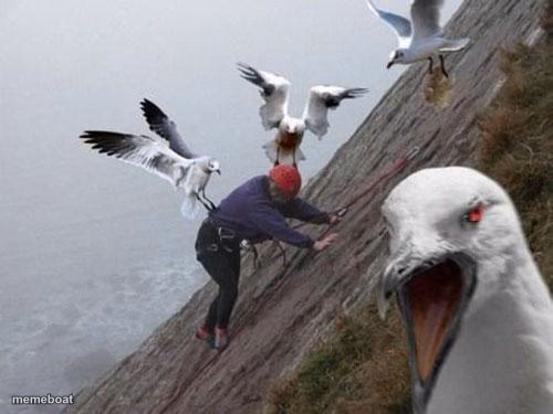 Angry Birds - meme generator image preview