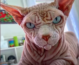 Angry Cat
