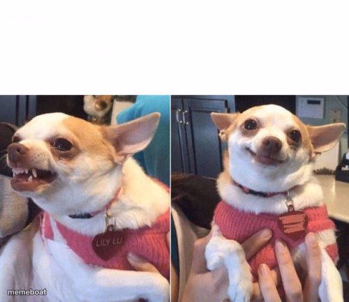 angry chihuahua happy chihuahua - meme generator image preview