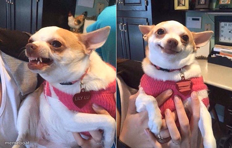 angry dog meme - meme generator image preview