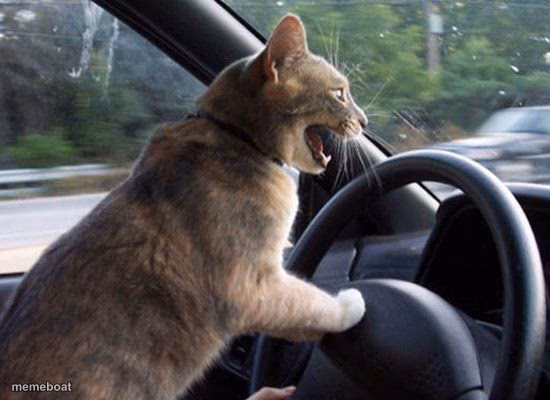 Angry driving cat - meme generator image preview
