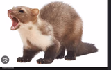 Screeching Ferret
