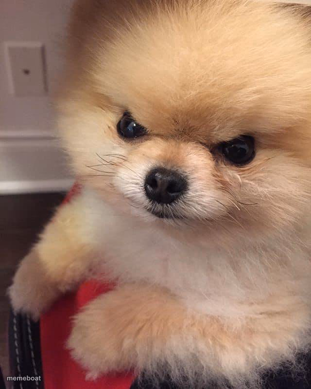 Angry Pomeranian - meme generator image preview
