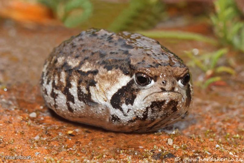 angry toad with no legs - meme generator image preview