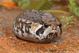 angry toad with no legs