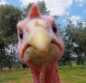 Angry turkey - meme generator image preview