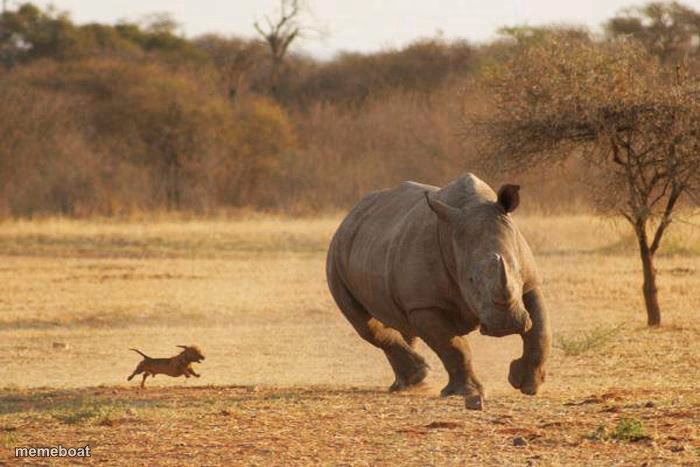 Rhino Chasing Dachshund - meme generator image preview
