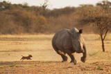 Rhino Chasing Dachshund