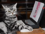 Cat Using Computer Mouse