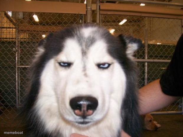 Annoyed Dog - meme generator image preview