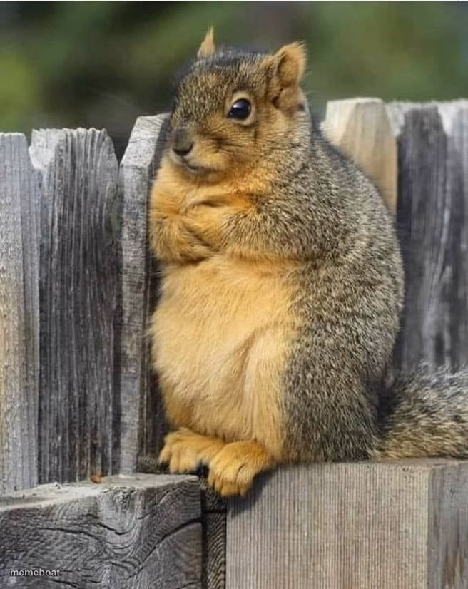 Annoyed Squirrel - meme generator image preview