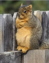 Annoyed Squirrel