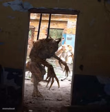 Apyr