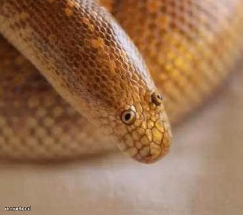 Arabian sand boa - meme generator image preview