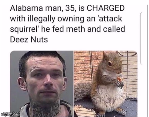 Attack Squirrel - meme generator image preview