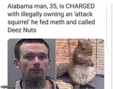 Attack Squirrel