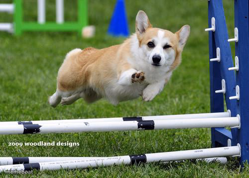 Corgi Agility Jump - meme generator image preview