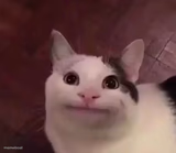 Awkward Cat