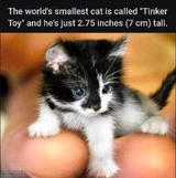 awww
