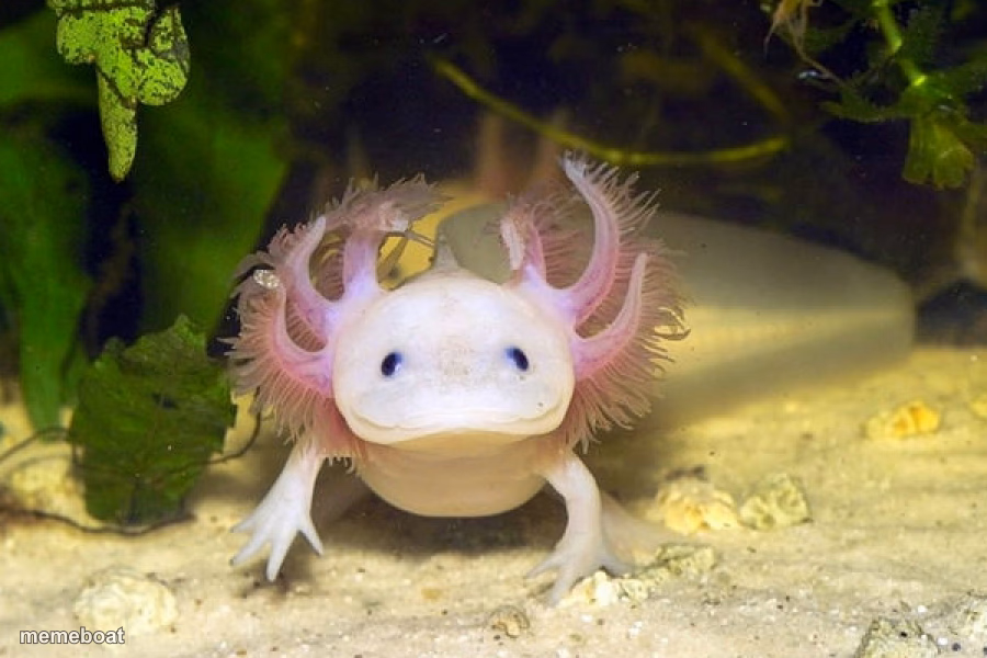 Axolotl - meme generator image preview