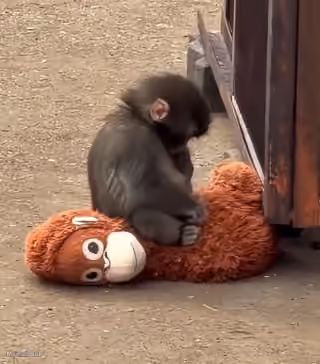 Baby Monkey Kneading Teddy Bear
