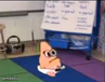 Baby Patrick