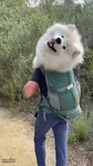 Dog In Backpack