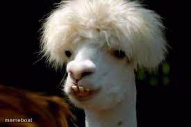 bad hair day llama - meme generator image preview