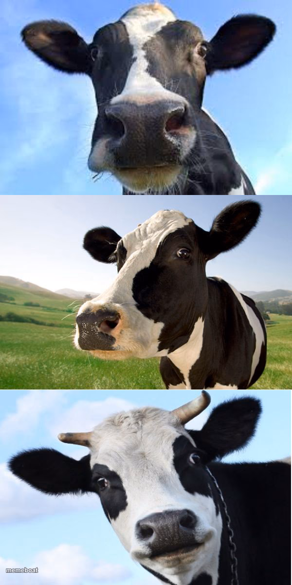 Bad Pun Cow - meme generator image preview