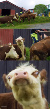 Bad pun cow