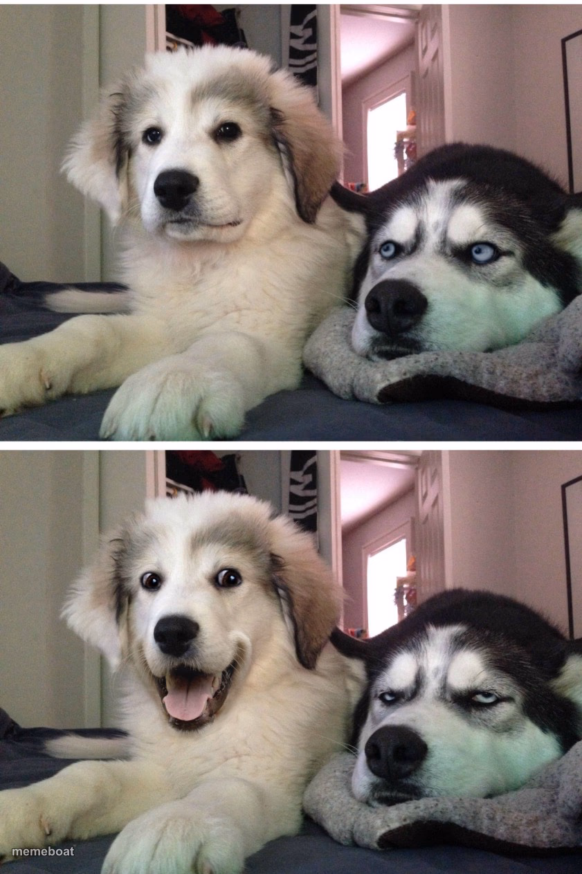 Bad pun dogs - meme generator image preview