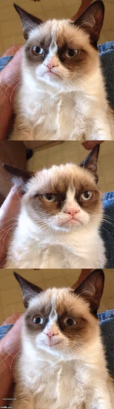 Bad Pun Grumpy Cat