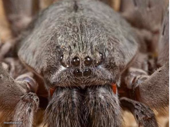 Bad spider - meme generator image preview
