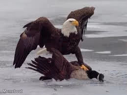 Bald Eagle vs. Canada Goose - meme generator image preview