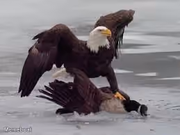 Bald Eagle vs. Canada Goose